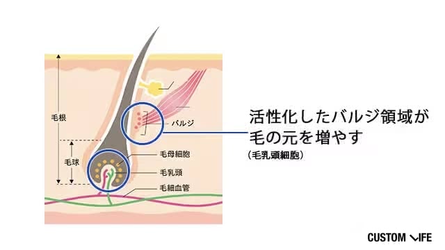 髪の毛のバルジ領域