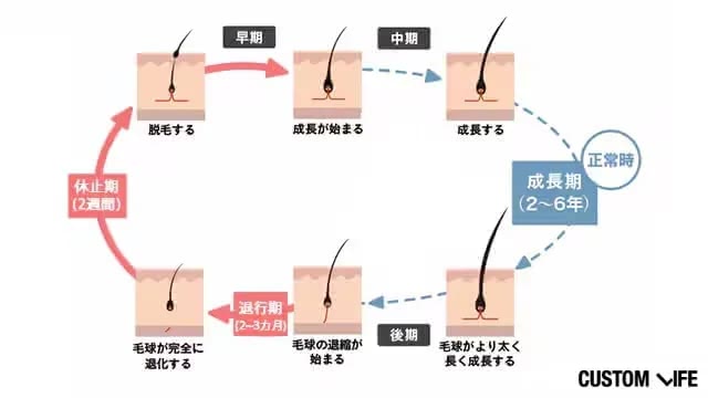 正常なヘアサイクル