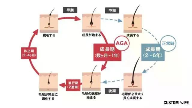 ヘアサイクルのイメージイラスト